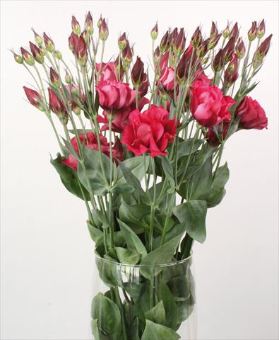 Foto de variedad de flores para ser usadas como: Flor cortada Lisianthus (Eustoma rusellianum) Cessna Red