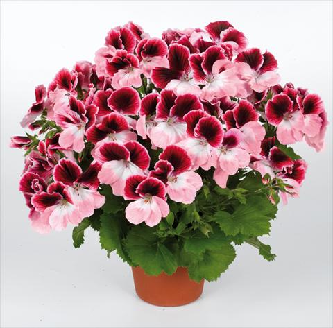 Foto de variedad de flores para ser usadas como: Maceta Pelargonium grandiflorum pac® Aristo® Darling