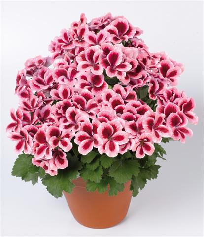 Foto de variedad de flores para ser usadas como: Maceta Pelargonium grandiflorum pac® Candy Flowers® Strawberry Cream