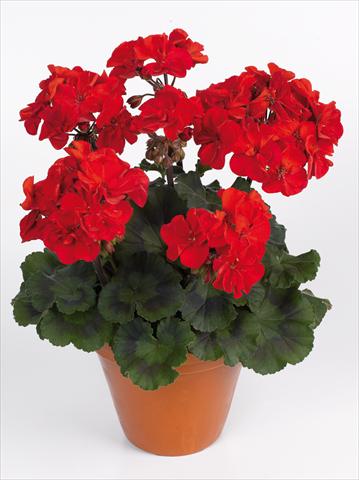 Foto de variedad de flores para ser usadas como: Maceta Pelargonium zonale pac® Abelina