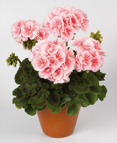 Foto de variedad de flores para ser usadas como: Maceta Pelargonium zonale pac® Salmon Queen