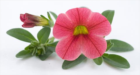 Foto de variedad de flores para ser usadas como: Maceta, patio, Tarrina de colgar Calibrachoa Caloha Pink Orange Star