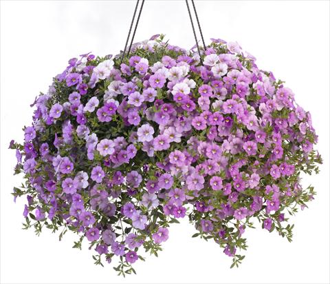 Foto de variedad de flores para ser usadas como: Maceta, patio, Tarrina de colgar Calibrachoa Caloha Silver Sky