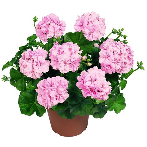 Foto de variedad de flores para ser usadas como: Tarrina de colgar / Maceta Pelargonium peltatum RED FOX Pacific Soft Pink