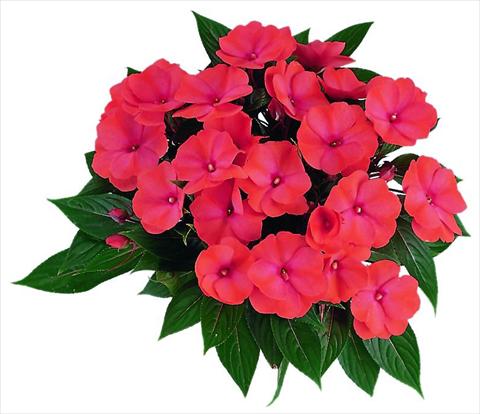 Foto de variedad de flores para ser usadas como: Maceta y planta de temporada Impatiens N. Guinea Paradise Malita