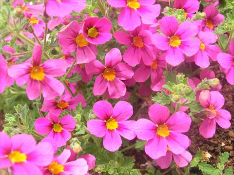Foto de variedad de flores para ser usadas como: Maceta y planta de temporada Bacopa (Sutera cordata) James Britannia Party Rose Imp