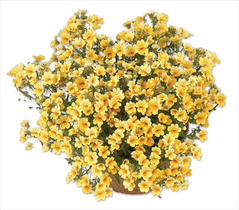 Foto de variedad de flores para ser usadas como: Maceta, patio, Tarrina de colgar Nemesia Spicy Yellow