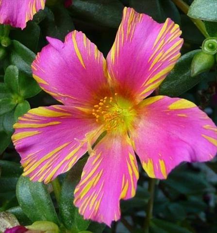 Foto de variedad de flores para ser usadas como: Maceta, patio, Tarrina de colgar Portulaca Duet Rose N Yellow