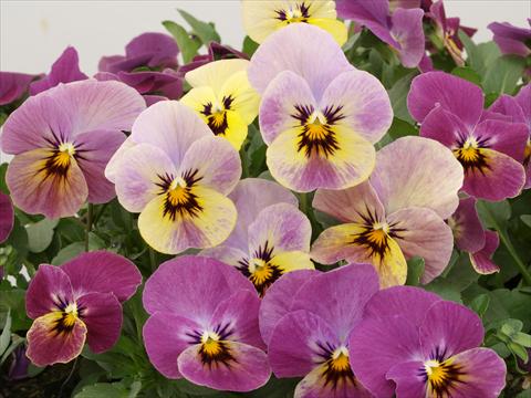 Foto de variedad de flores para ser usadas como: Maceta y planta de temporada Viola cornuta Caramel Rose Shades