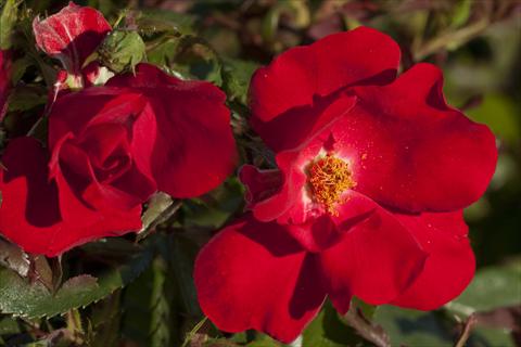 Foto de variedad de flores para ser usadas como: Planta de temporada / borde del macizo Rosa paesaggistica La Sevillana® Plus