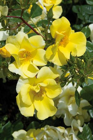 Foto de variedad de flores para ser usadas como: Planta de temporada / borde del macizo Rosa paesaggistica Liane Foly®