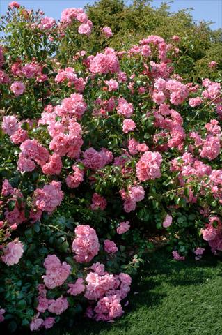 Foto de variedad de flores para ser usadas como: Planta de temporada / borde del macizo Rosa paesaggistica Livia®