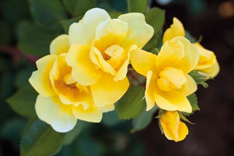 Foto de variedad de flores para ser usadas como: Planta de temporada / borde del macizo Rosa paesaggistica Sunny Knock Out®