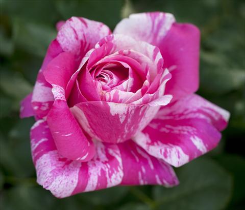 Foto de variedad de flores para ser usadas como: Planta de temporada / borde del macizo Rosa rampicante Ines Sastre®