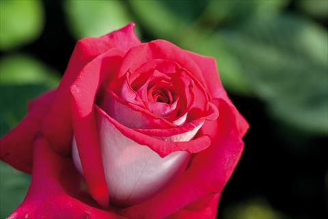 Foto de variedad de flores para ser usadas como: Planta de temporada / borde del macizo Rosa Tea Monica Bellucci®