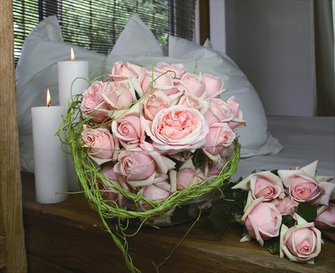 Foto de variedad de flores para ser usadas como: Maceta y planta de temporada Rosa Tea Aphrodite®
