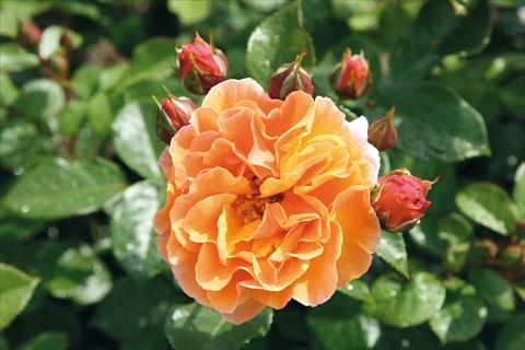 Foto de variedad de flores para ser usadas como: Planta de temporada / borde del macizo Rosa Tea Arabia®