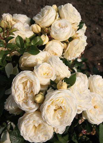 Foto de variedad de flores para ser usadas como: Planta de temporada / borde del macizo Rosa Tea Artemis®