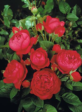 Foto de variedad de flores para ser usadas como: Planta de temporada / borde del macizo Rosa Tea Ascot®