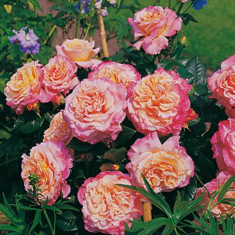Foto de variedad de flores para ser usadas como: Planta de temporada / borde del macizo Rosa Tea Augusta Luise®