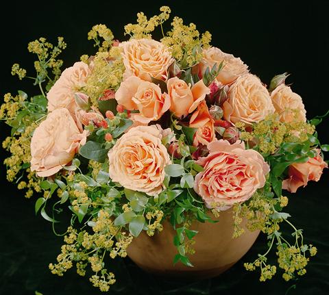 Foto de variedad de flores para ser usadas como: Planta de temporada / borde del macizo Rosa Tea Belvedere®