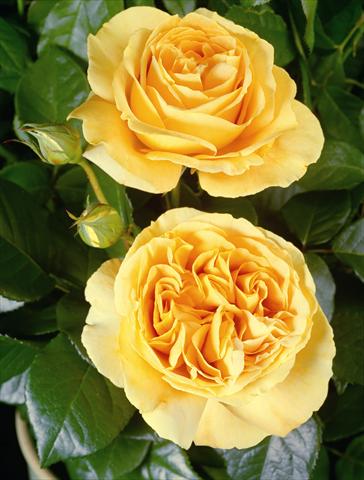 Foto de variedad de flores para ser usadas como: Planta de temporada / borde del macizo Rosa Tea Candlelight®