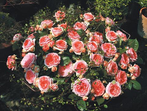 Foto de variedad de flores para ser usadas como: Planta de temporada / borde del macizo Rosa Tea Chippendale®