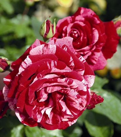 Foto de variedad de flores para ser usadas como: Planta de temporada / borde del macizo Rosa floribunda Deep Impression®