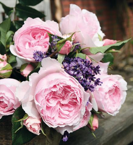 Foto de variedad de flores para ser usadas como: Maceta y planta de temporada Rosa Tea Gartenträume®