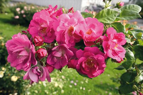 Foto de variedad de flores para ser usadas como: Planta de temporada / borde del macizo Rosa Tea Global Water®
