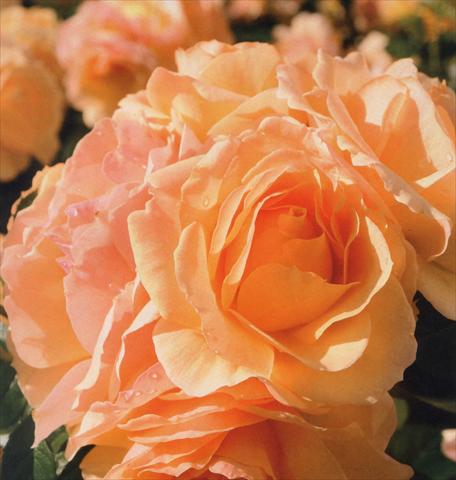 Foto de variedad de flores para ser usadas como: Maceta y planta de temporada Rosa floribunda Hansestadt Rostock®