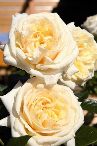 Foto de variedad de flores para ser usadas como: Planta de temporada / borde del macizo Rosa Tea My Girl®