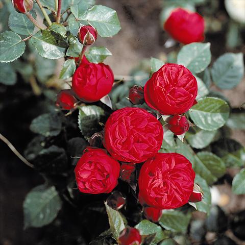 Foto de variedad de flores para ser usadas como: Planta de temporada / borde del macizo Rosa Tea Piano®