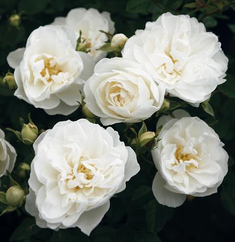Foto de variedad de flores para ser usadas como: Maceta o Tarrina de colgar Rosa Tea White Babyflor®