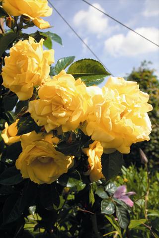 Foto de variedad de flores para ser usadas como: Planta de temporada / borde del macizo Rosa rampicante Dukat®