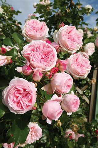 Foto de variedad de flores para ser usadas como: Planta de temporada / borde del macizo Rosa rampicante Giardina®
