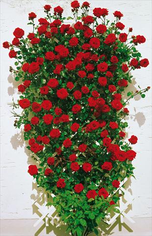 Foto de variedad de flores para ser usadas como: Planta de temporada / borde del macizo Rosa rampicante Santana®