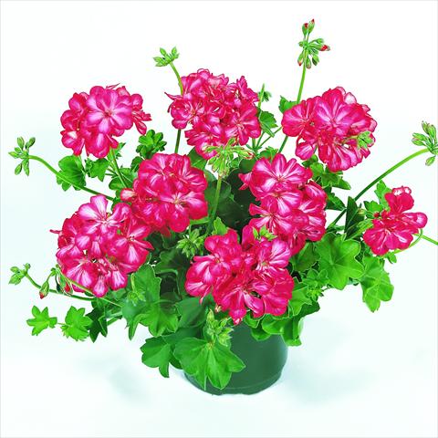 Foto de variedad de flores para ser usadas como: Tarrina de colgar / Maceta Pelargonium peltatum RED FOX Pacific Bright Red Star