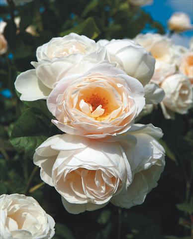 Foto de variedad de flores para ser usadas como: Planta de temporada / borde del macizo Rosa rampicante Uetersener Klosterrose®
