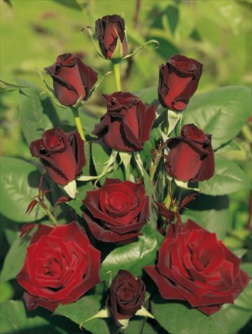 Foto de variedad de flores para ser usadas como: Planta de temporada / borde del macizo Rosa Tea Barkarole®