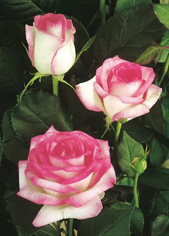Foto de variedad de flores para ser usadas como: Planta de temporada / borde del macizo Rosa Tea Biedermeier Garden®
