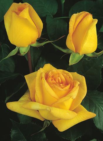 Foto de variedad de flores para ser usadas como: Planta de temporada / borde del macizo Rosa Tea Golden Tower®
