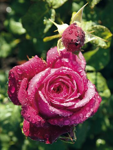 Foto de variedad de flores para ser usadas como: Planta de temporada / borde del macizo Rosa Tea Johann Wolfgang von Goethe Rose®