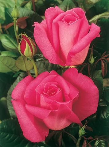 Foto de variedad de flores para ser usadas como: Planta de temporada / borde del macizo Rosa Tea Lady Like®
