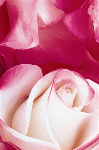 Foto de variedad de flores para ser usadas como: Planta de temporada / borde del macizo Rosa Tea Nostalgie®