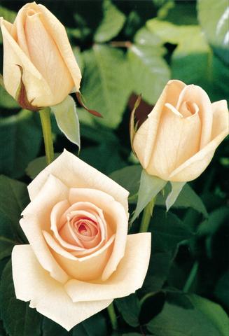 Foto de variedad de flores para ser usadas como: Planta de temporada / borde del macizo Rosa Tea Osiana®