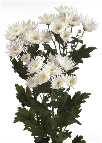 Foto de variedad de flores para ser usadas como: Maceta y planta de temporada Chrysanthemum Anastasia