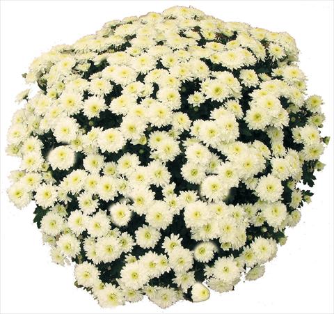 Foto de variedad de flores para ser usadas como: Maceta y planta de temporada Chrysanthemum Belle Des Neiges