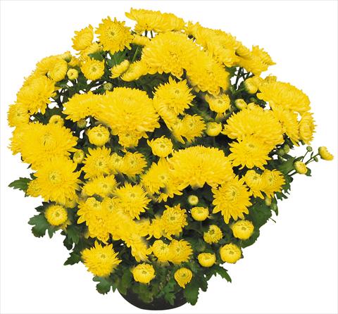 Foto de variedad de flores para ser usadas como: Maceta y planta de temporada Chrysanthemum Chama Giallo®