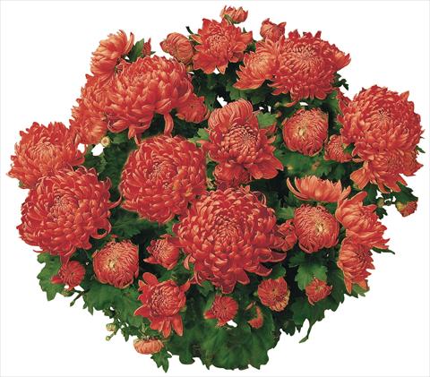 Foto de variedad de flores para ser usadas como: Maceta y planta de temporada Chrysanthemum Chama Rouge®